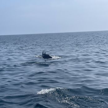 SoCal Whale Watching - Two dolphins - Whale Watching Tours Near Me - Long Beach, California