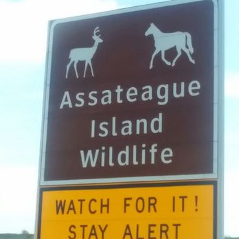 Assateague State Park - Yes. Stay alert. - Parks Near Me - Berlin, Maryland