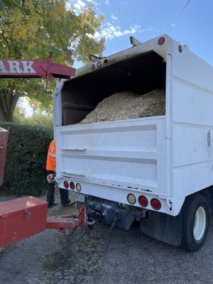 Tree Removal & Cleanup - With over 6 years of experience we offer:
- Brush Chipping
- Palm Tree Services
- Tree Pruning
- Emergency Services
- Shrubs, Hedges & Bushes
- Tree Removal
We're a crew dedicated to getting the job done right. Any tree, any size well take care of it!
Call today for your free quote! Available for calls 24/7. Tree Removal & Cleanup - With over 6 years of experience we offer:
- Brush Chipping
- Palm Tree Services
- Tree Pruning
- Emergency Services
- Shrubs, Hedges & Bushes
- Tree Removal
We're a crew dedicated to getting the job done right. Any tree, any size well take care of it!
Call today for your free quote! Available for calls 24/7.