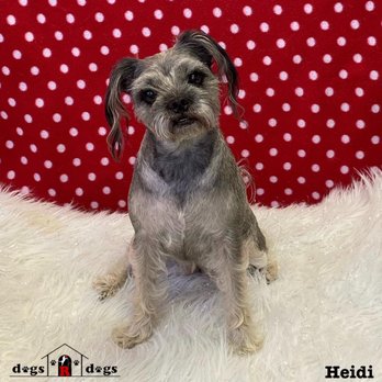 Dogs R Dogs - Pet Sitting Near Me - Houston, Texas Dogs R Dogs - Pet Sitting Near Me - Houston, Texas