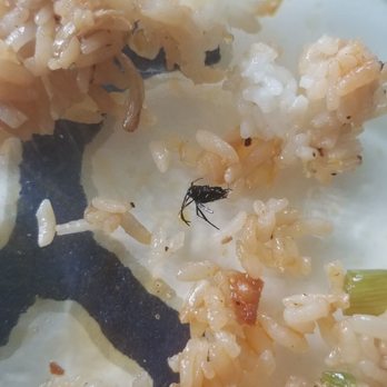 Z Counter - Bug fried rice - Asian Fusion Near Me - Corpus Christi, Texas Z Counter - Bug fried rice - Asian Fusion Near Me - Corpus Christi, Texas
