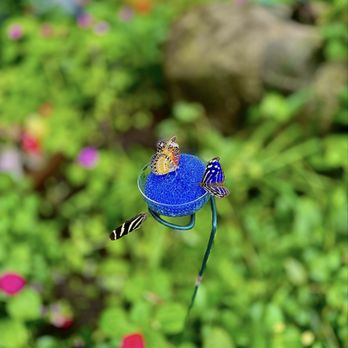 The Butterfly Place - Botanical Gardens Near Me - Westford, Massachusetts
