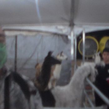50th State Fair - Some Llamas at the Petting Zoo at the 50th state fair - Festivals Near Me - Honolulu, Hawaii