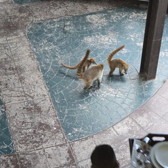 Único Hotel - Coatis! - Hotels Near Me - Solidaridad, ROO