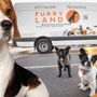 Photo of Furry Land - Lubbock