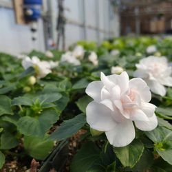 Cashman Nursery and Landscaping