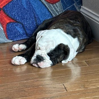 Serendipity Pet Delivery - New pup - Pet Transportation Near Me - Fort Collins, Colorado Serendipity Pet Delivery - New pup - Pet Transportation Near Me - Fort Collins, Colorado
