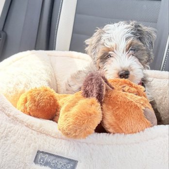 Black Briar Bernedoodles - Pet Breeders Near Me - Hope Valley, Rhode Island