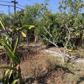 Saul’s Tree Service - Before - Tree Services Near Me Saul’s Tree Service - Before - Tree Services Near Me