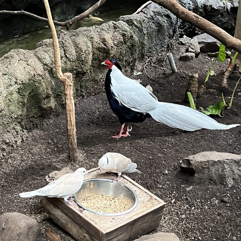 Bird Kingdom - Birds - Zoos Near Me - Niagara Falls, Ontario Bird Kingdom - Birds - Zoos Near Me - Niagara Falls, Ontario