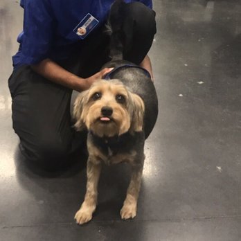 PetSmart - Great Job by Erika! My bear isn't so fuzzy anymore. - Pet Training Near Me - Spring, Texas PetSmart - Great Job by Erika! My bear isn't so fuzzy anymore. - Pet Training Near Me - Spring, Texas