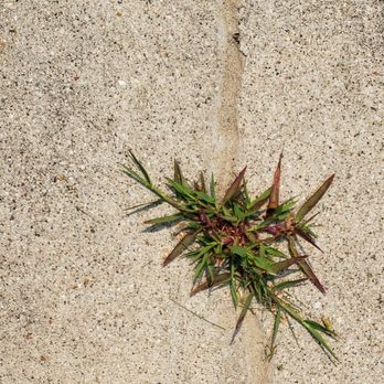 Sure-Dry - After Sure-Dry: plant outgrowth through repair - A plant with green and reddish leaves emerging from a crack in a concrete pavement. - Waterproofing Near Me - Menasha, Wisconsin