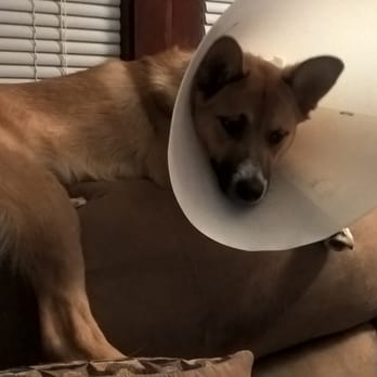 Puppyworld - Bear brought home Aug 2015 my love! - Pet Breeders Near Me - Franklin, Wisconsin Puppyworld - Bear brought home Aug 2015 my love! - Pet Breeders Near Me - Franklin, Wisconsin