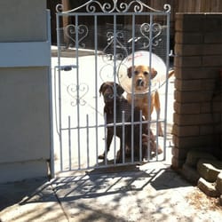 Sit, Stay and Play Pet Care
