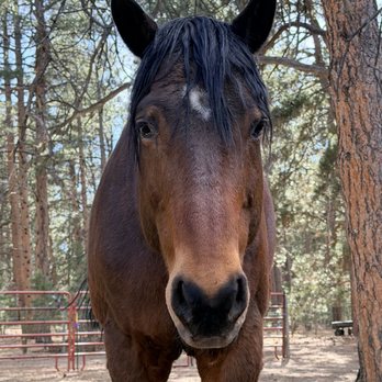 Forest Reverie Farm - Animal Assisted Therapy Near Me - Monument, Colorado Forest Reverie Farm - Animal Assisted Therapy Near Me - Monument, Colorado