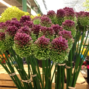 Boston Flower Exchange - Alliums at Kelley - Florists Near Me - Boston, Massachusetts Boston Flower Exchange - Alliums at Kelley - Florists Near Me - Boston, Massachusetts