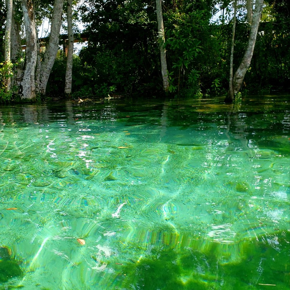 Three Sisters Springs - Natural beauty - Tours Near Me - Crystal River, Florida Three Sisters Springs - Natural beauty - Tours Near Me - Crystal River, Florida