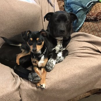 The NOAH Center - Ruby and Lily - Pet Stores Near Me - Stanwood, Washington The NOAH Center - Ruby and Lily - Pet Stores Near Me - Stanwood, Washington