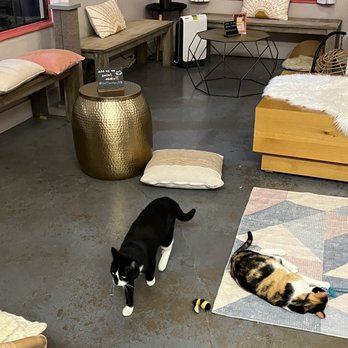 Cat Therapy - Inside the cat lounge area. Over 20 cats to hang with. - Pet Adoption Near Me - Santa Barbara, California Cat Therapy - Inside the cat lounge area. Over 20 cats to hang with. - Pet Adoption Near Me - Santa Barbara, California