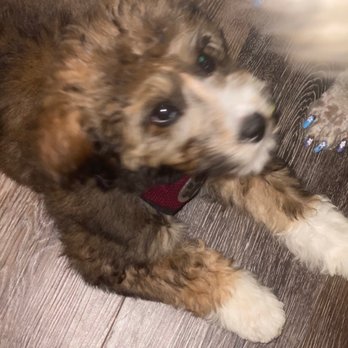 Unleash Fido - Woody being a good boy. - Pet Training Near Me - Jacksonville, Florida Unleash Fido - Woody being a good boy. - Pet Training Near Me - Jacksonville, Florida