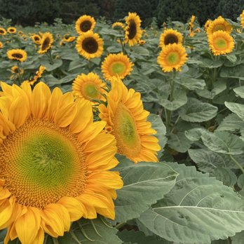 Lee Farms - Sunflowers! - Christmas Trees Near Me - Tualatin, Oregon Lee Farms - Sunflowers! - Christmas Trees Near Me - Tualatin, Oregon