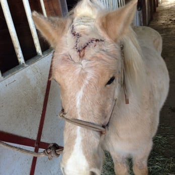Crossroads Veterinary Clinic - My Icelandic Horse Faxi had an awful accident last Friday night. Mary Boyce from Cross Roads came within minutes. - Veterinarians Near Me - Anderson, California Crossroads Veterinary Clinic - My Icelandic Horse Faxi had an awful accident last Friday night. Mary Boyce from Cross Roads came within minutes. - Veterinarians Near Me - Anderson, California