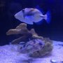 Photo of Fish Room