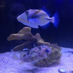 Fish Room