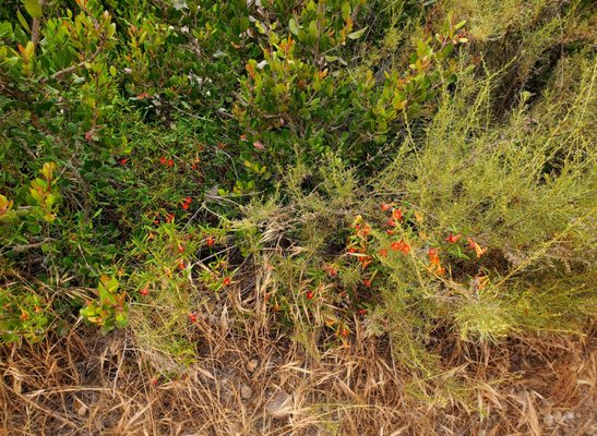Los Penasquitos Canyon County Preserve by null
