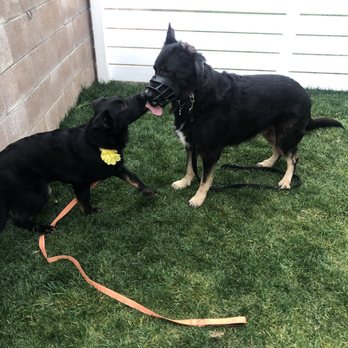 Empire K9 Dog Training - Pet Training Near Me Empire K9 Dog Training - Pet Training Near Me