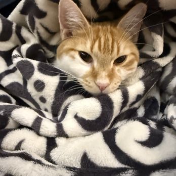 Brooklyn Paws Foundation - Animal Shelters Near Me - Brooklyn, New York