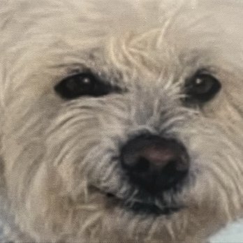 The Pet Advocate - Reflecting his cool attitude & stiff upper lift after major surgery! - Veterinarians Near Me - Tracy, California