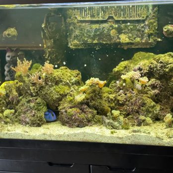 New China Chinese - Aquarium - Chinese Near Me - Medford, Oregon