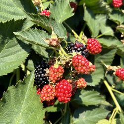 Agriberry Farm & CSA - Blackberry picking