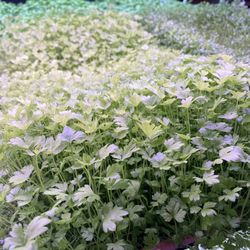Talise Microgreens - Celery Microgreens