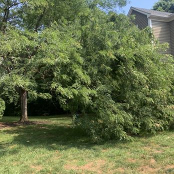 BrookStone Village - Trees and branches snapped so low they hang on the ground - Apartments Near Me - Cincinnati, Ohio