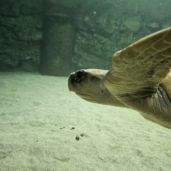 SEA LIFE Grapevine Aquarium - Lone turtle in tank - Aquariums Near Me - Grapevine, Texas