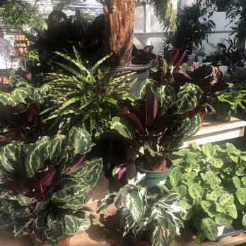 Family Tree Nursery - Nurseries & Gardening Near Me - Overland Park, Kansas Family Tree Nursery - Nurseries & Gardening Near Me - Overland Park, Kansas