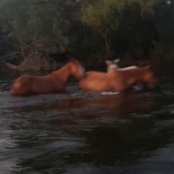 Salt River Tubing - Rafting/Kayaking Near Me - Mesa, Arizona