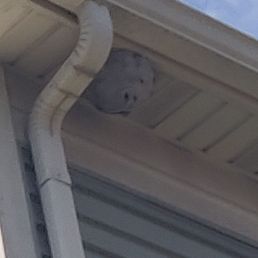 I Noticed a large activity of wasps by my front porch. My gutter yesterday...(see pic). I Noticed a large activity of wasps by my front porch. My gutter yesterday...(see pic).