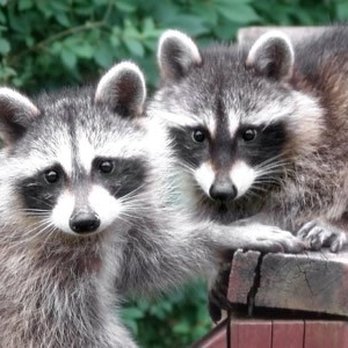 A All Animal Control - Pest Control Near Me A All Animal Control - Pest Control Near Me