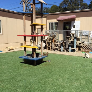 Animal Refugee Response - Cat tower, which is nice - Animal Shelters Near Me - Lower Lake, California Animal Refugee Response - Cat tower, which is nice - Animal Shelters Near Me - Lower Lake, California