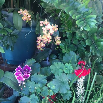 Spotless Dry Cleaners - Orchids greet you upon entry! - Sewing & Alterations Near Me - Long Beach, California