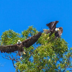 Hampton's Landing Marina - Bald Eagles in flight. Just one of the many kinds of wildlife that can be seen at Hampton's Landing.