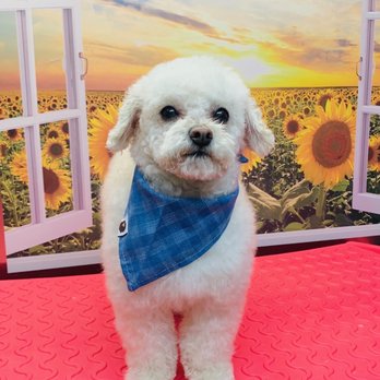 Blooming Mobile Grooming - Becky is great! Junip always looks handsome after he spends an hour with her. - Pet Groomers Near Me Blooming Mobile Grooming - Becky is great! Junip always looks handsome after he spends an hour with her. - Pet Groomers Near Me