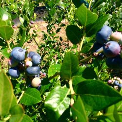 Blueberry Downs - Large, juicy blueberries-2017