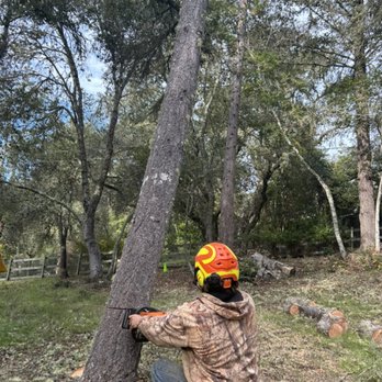 On a Limb Tree Service - Tree Services Near Me On a Limb Tree Service - Tree Services Near Me