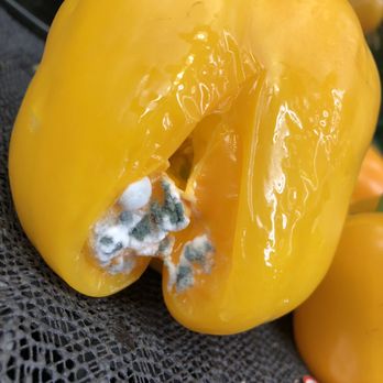 Bashas' -  a yellow bell pepper with mold on it - Grocery Near Me - Camp Verde, Arizona