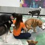 Photo of K9 Rox Club