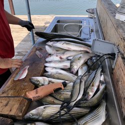 Lake Texoma Striper Hunter Guide Service - Load of fish